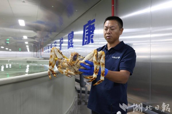 两个90后改写生鲜定价权——花湖国际机场海葵海鲜牧场投产侧记
