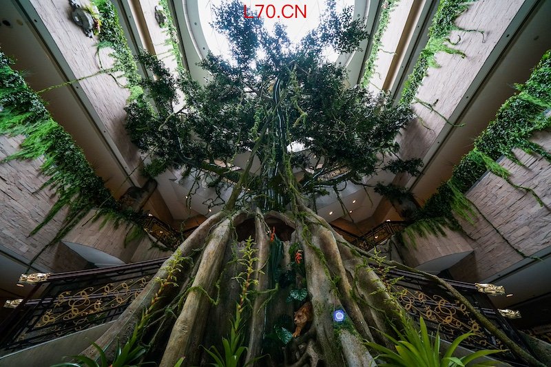上海博物馆中庭的参天大树